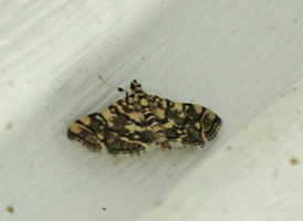 Checkered Apogeshna
